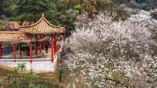 大余賞梅季系列活動權威發布