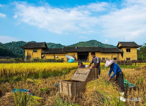 一組秋收圖,看哭好多人 這才是真實的農村生活.......